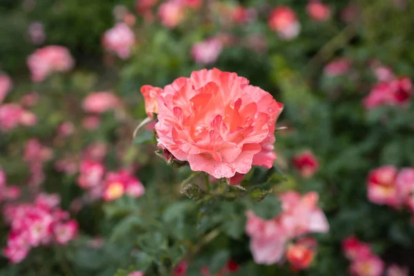 美丽的珊瑚粉红玫瑰宏观摄影 图库图片