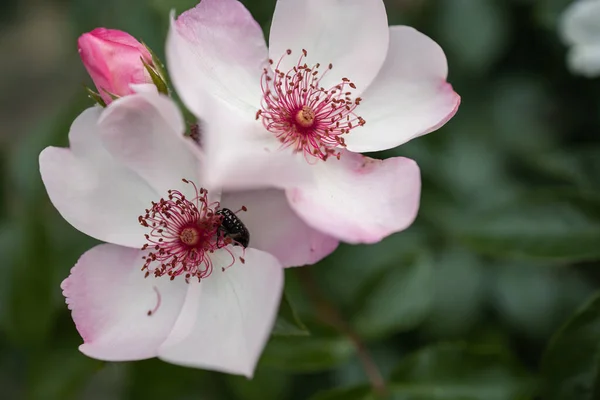 Güzel Pembe Güllerin Makro Fotoğrafları Telifsiz Stok Imajlar