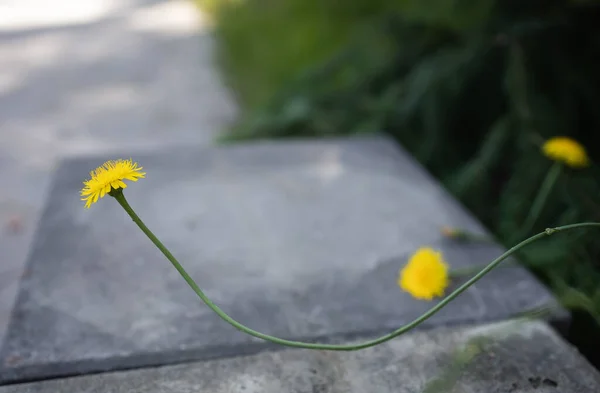 Ciekawy Kształt Łodygi Kota Ucha Kwiatu — Zdjęcie stockowe