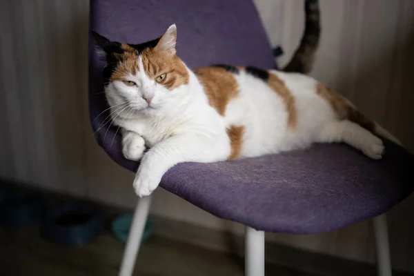 Cute Cat Lying Chair — Foto Stock