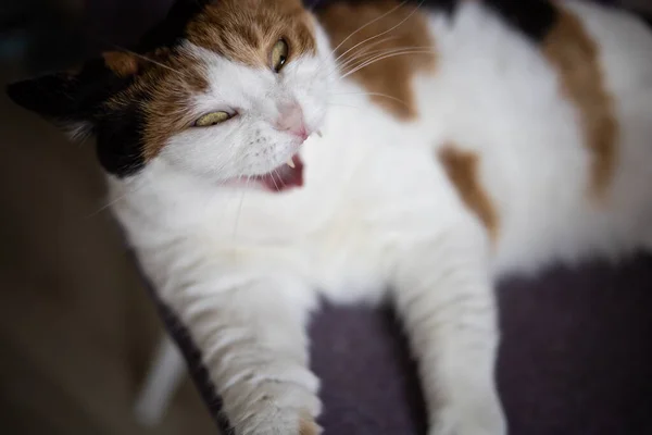 Cat Its Mouth Open While Yawning — Foto de Stock