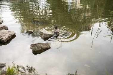A pigeon washes in a pond