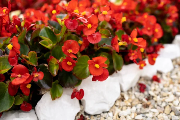 Çiçek tarhında parlak begonya çiçekleri