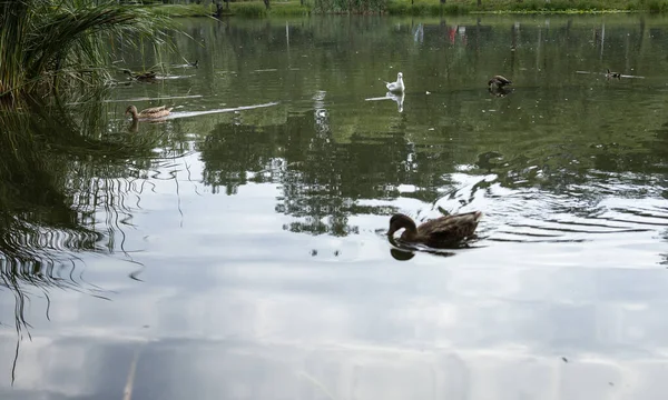 Birds Swimming Pond —  Fotos de Stock