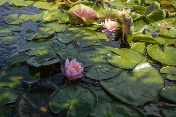 Pink Water Lilies Water Surface 图库照片