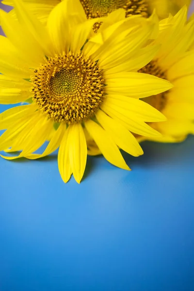 mavi arkaplanda ayçiçeği