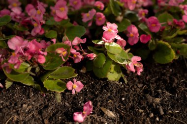 Pink begonia flowers in a flower bed 