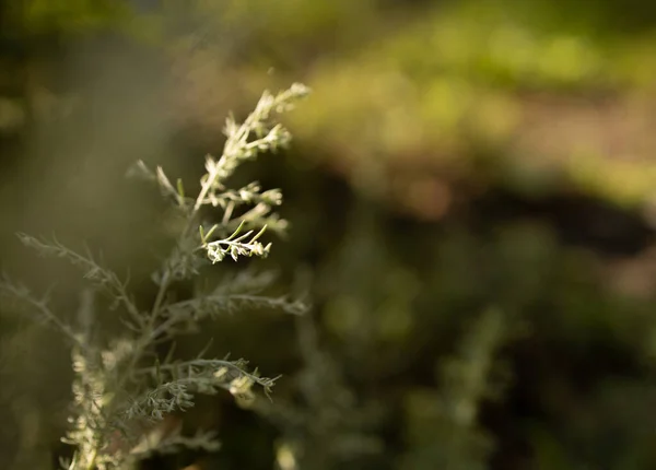 Wormwood stalk lit by the sun