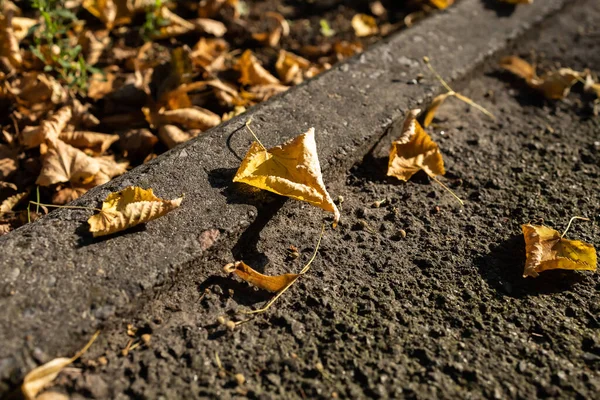 Yellow Fallen Leaves Road Park — Foto de Stock