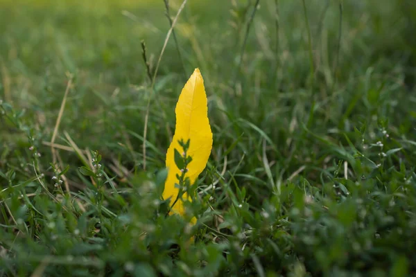 Yellow Leaf Green Grass — Zdjęcie stockowe