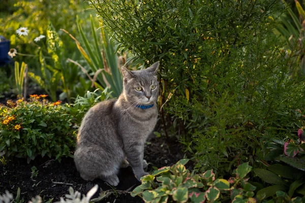 Cat Plants Garden — Fotografia de Stock