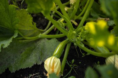 Young zucchini is growing in the garden