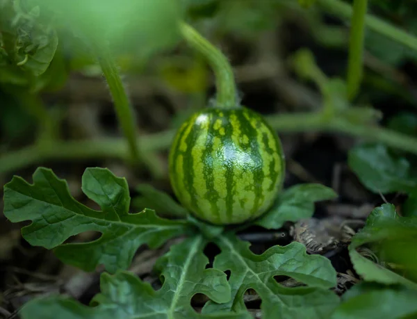 Watermelon Process Growth — Fotografia de Stock