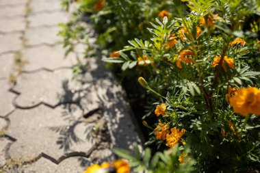 Marigolds in a flower bed