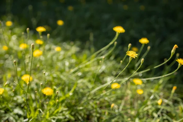 Catsear flowers or false dandelions lawn