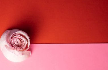 Colorful background with pink rose