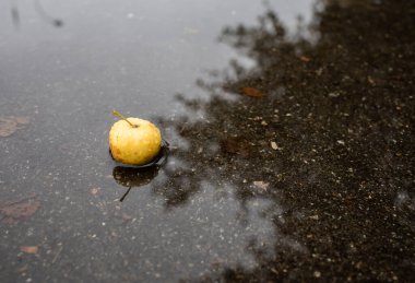 Asfalttaki su birikintisinde küçük sarı elma