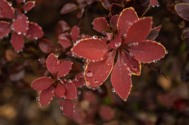 Yağmur damlalarındaki kırmızı yapraklar