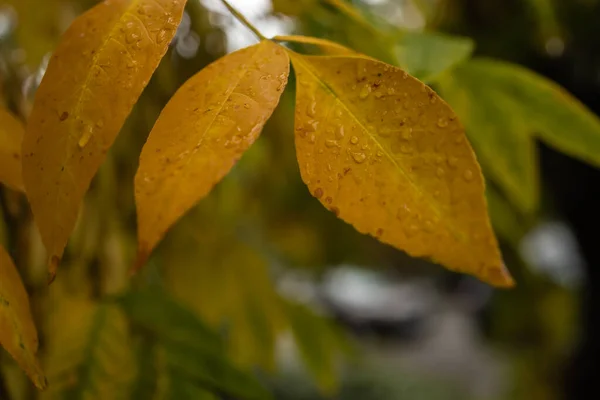 湿黄的秋叶 — 图库照片