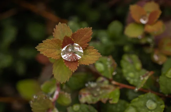 Gran Gota Lluvia Las Hojas Arbusto — Foto de Stock