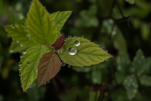 Zbliżenie Liści Kropelkami Deszczu — Zdjęcie stockowe