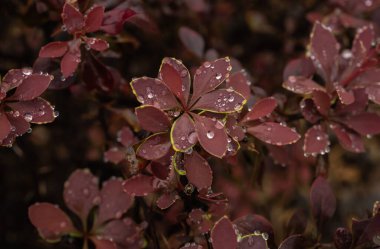 Yağmur damlalarındaki kırmızı yapraklar