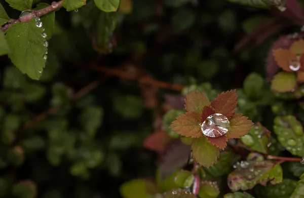 Hojas Después Lluvia — Foto de Stock