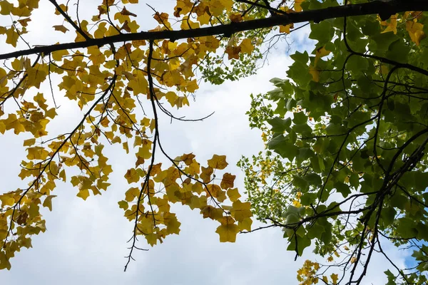 Feuilles Vertes Jaunes Sur Arbre Automne — Photo