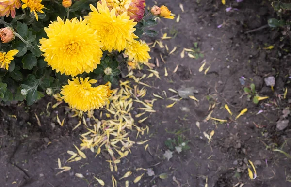 Krzew Żółtych Chryzantemów Płatkami Spadającymi Ziemię — Zdjęcie stockowe