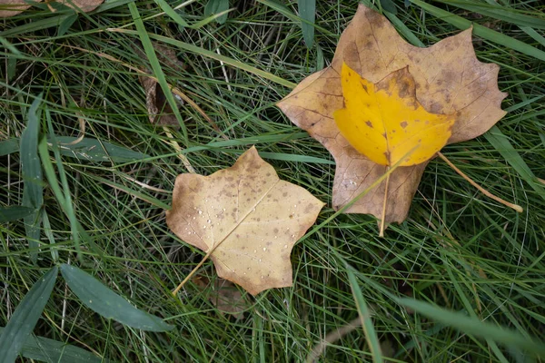Jesienne Liście Trawie Zbliżenie — Zdjęcie stockowe