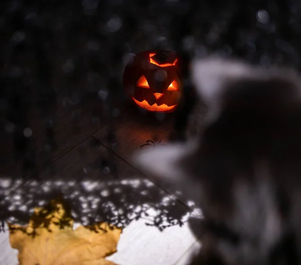 Halloween Dýně Černá Kočka — Stock fotografie