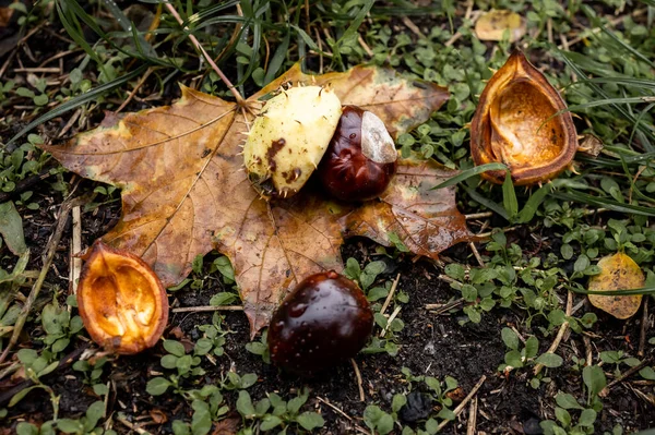 Leesett Gesztenye Földön — Stock Fotó