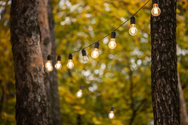 Ağaç gövdeleri arasında sarkan sarı ampuller.