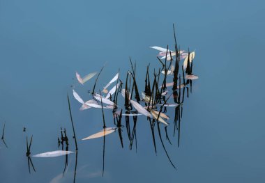 Su yüzeyinde düşen sarı yapraklar