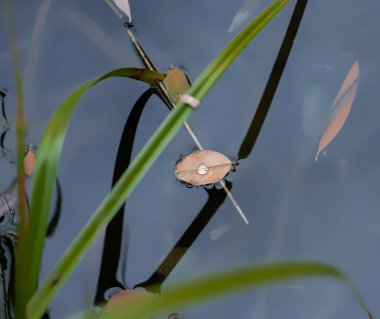 Su yüzeyinde düşen sonbahar yaprağı