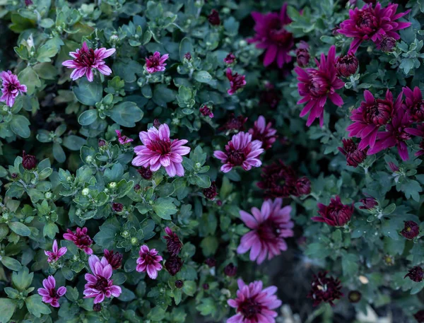 Morun farklı tonlarında kasımpatı çiçekleri