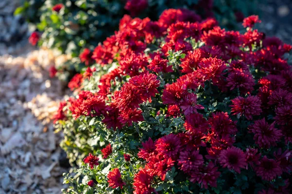 Bush Red Chrysanthemum Flowers — Stock Photo, Image