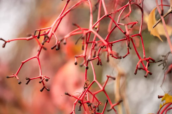 Intéressant Tige Plante Rouge Sans Feuilles Automne — Photo