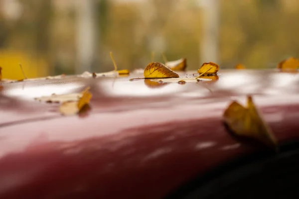 Umgestürzte Blätter Auf Dem Auto — Stockfoto