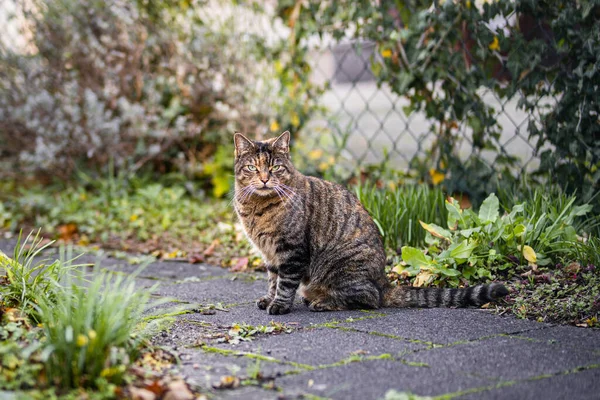 Focused Brown Striped Cat Pavement Looking Straight Camera — Stock Photo, Image