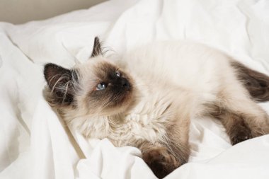 Küçük bej renkli bir oyuncak bebek. Beyaz çarşaflar üzerinde kedi yavrusu.