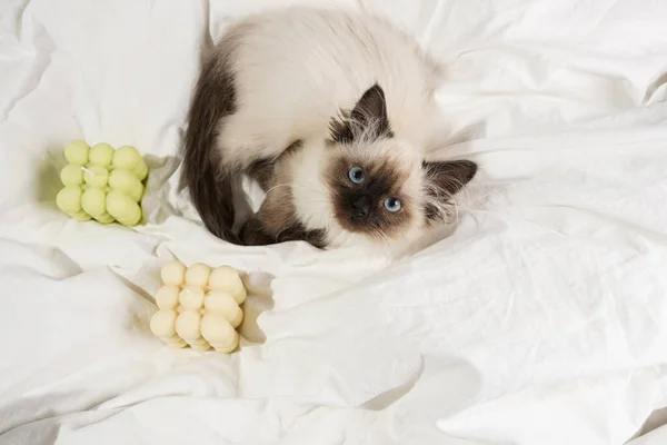 Ένα Μικρό Μπεζ Χρώμα Ragdoll Μωρό Γατάκι Γάτα Λευκά Φύλλα — Φωτογραφία Αρχείου
