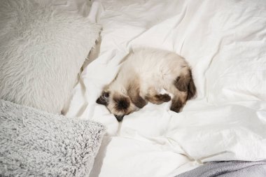 Küçük bej renkli bir oyuncak bebek kedi beyaz çarşafların üzerinde yatıyor.