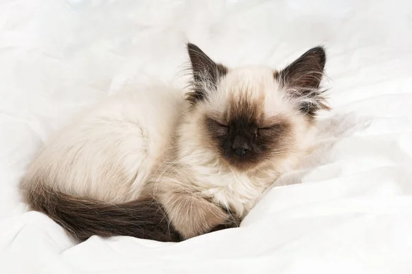 Piccolo Gatto Cucciolo Ragdoll Colore Beige Che Dorme Lenzuola Bianche — Foto Stock