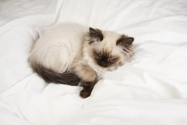 Ένα Μικρό Μπεζ Χρώμα Ragdoll Μωρό Γατάκι Γάτα Που Βρίσκεται — Φωτογραφία Αρχείου