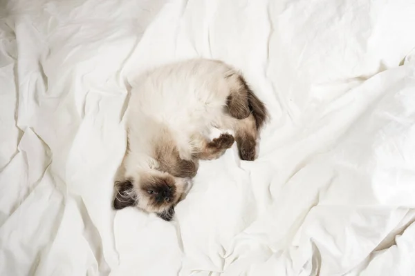 Piccolo Gatto Cucciolo Ragdoll Colore Beige Adagiato Lenzuola Bianche — Foto Stock