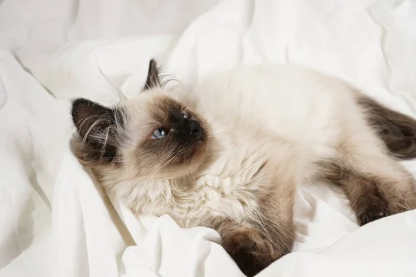 Liten Beige Färgad Ragdoll Baby Kattunge Katt Ligger Vita Lakan — Stockfoto