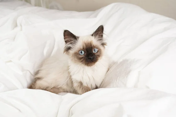 Eine Kleine Beigefarbene Ragdoll Baby Katze Auf Weißen Laken Blickt — Stockfoto