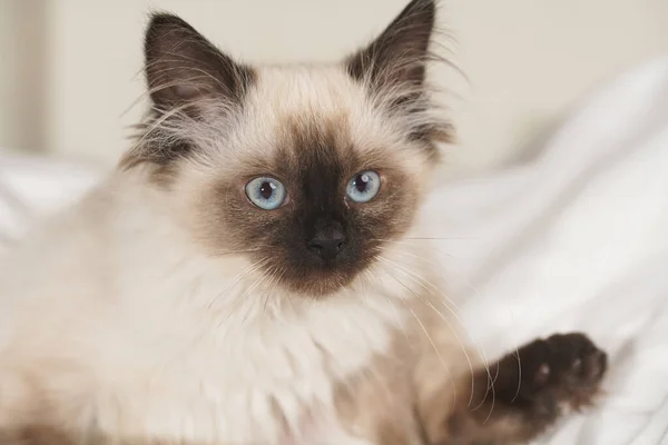 Piccolo Gatto Cucciolo Ragdoll Colore Beige Lenzuola Bianche Che Guarda — Foto Stock