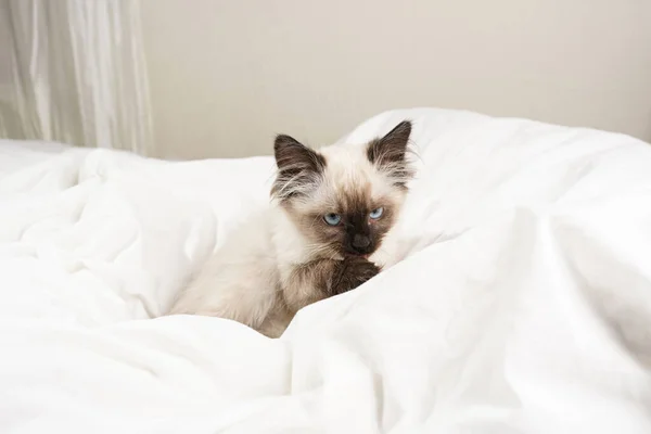 Ένα Μικρό Μπεζ Χρώμα Ragdoll Μωρό Γατάκι Γάτα Λευκά Φύλλα — Φωτογραφία Αρχείου